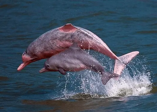 Pink Dolphin