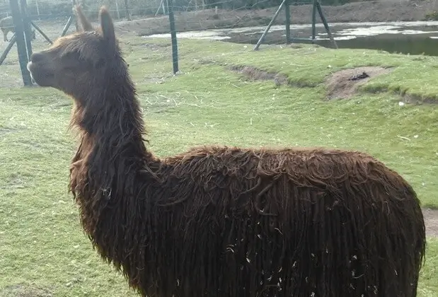 wildlife alpaca